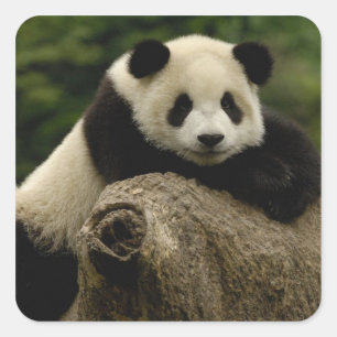 Sticker Carré Bébé panda géant Ailuropoda melanoleuca)