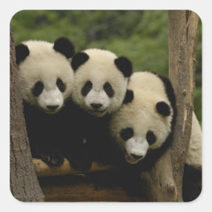 Sticker Carré Bébés de panda géant Ailuropoda melanoleuca)