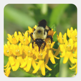 Sticker Carré Bee Feasting on Butterfly Weed Wildflowers