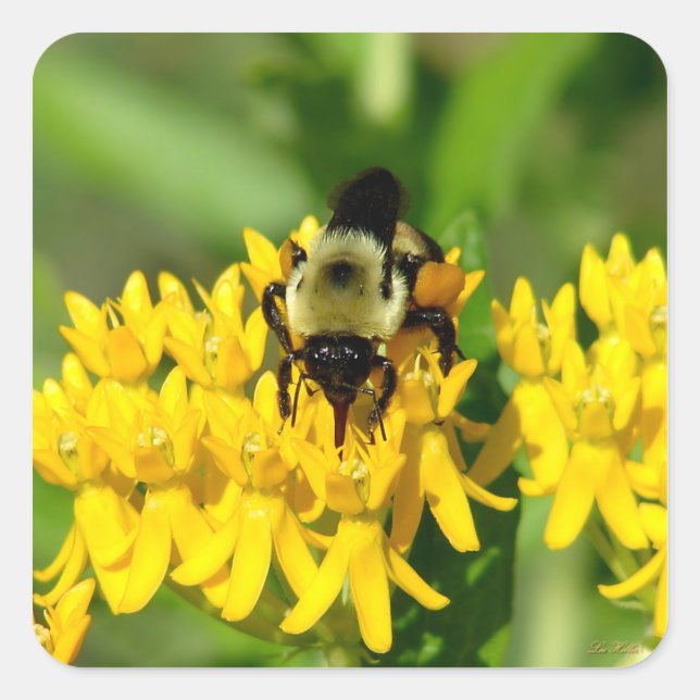Sticker Carré Bee Feasting on Butterfly Weed Wildflowers (Devant)