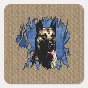 Sticker Carré Belgian shepherd