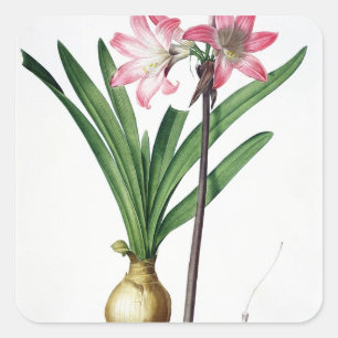 Sticker Carré Belladone d'amaryllis, de "Les Liliacees", engrav