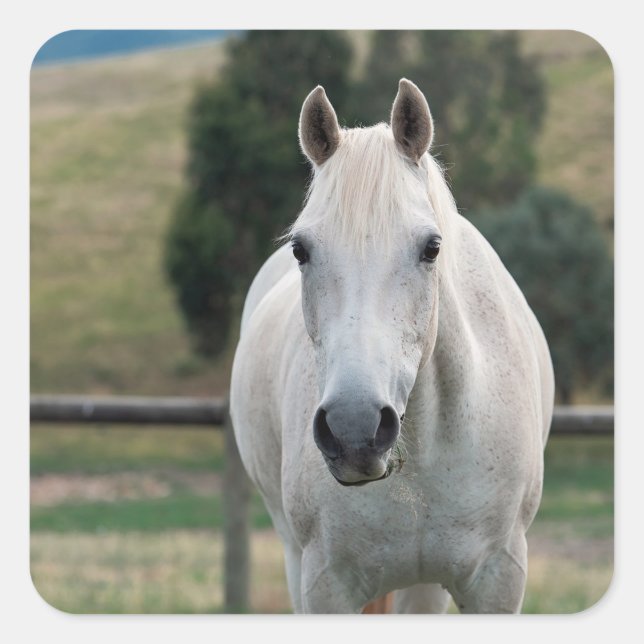 Sticker Carré Belle Appaloosa Cheval Blanc (Devant)
