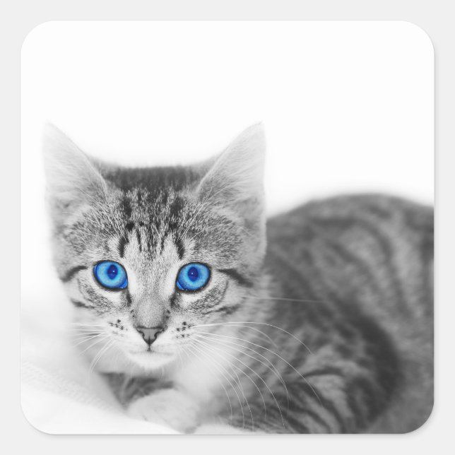 Sticker Carré Belle Chat Aux Yeux Bleus (Devant)
