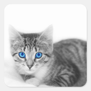 Sticker Carré Belle Chat Aux Yeux Bleus
