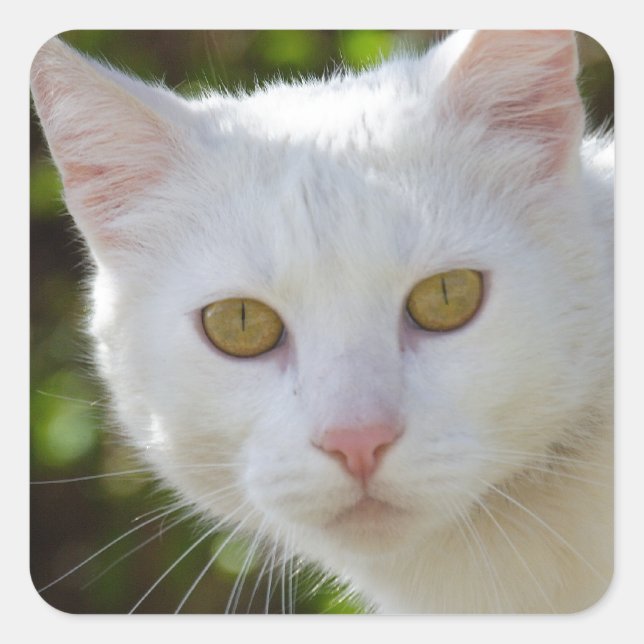 Sticker Carré Belle Chat Blanc (Devant)