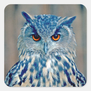 Sticker Carré Belle Chouette Raptor Oumu Bleue
