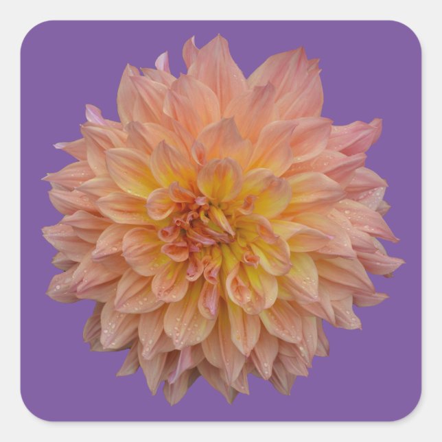 Sticker Carré Belle dahlia orange (Devant)