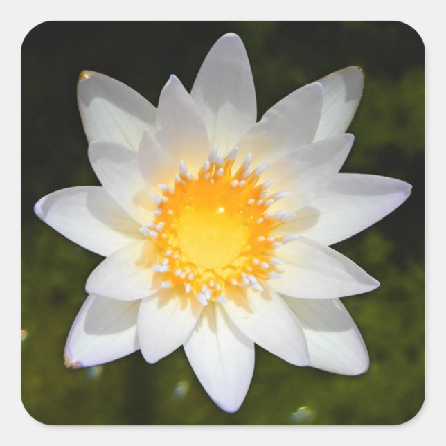 Sticker Carré Belle fleur nénuphar d'eau blanche (Devant)