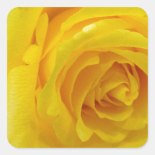 Sticker Carré belle photo de rose jaune