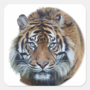 Sticker Carré Belle photo du visage du tigre du Bengale