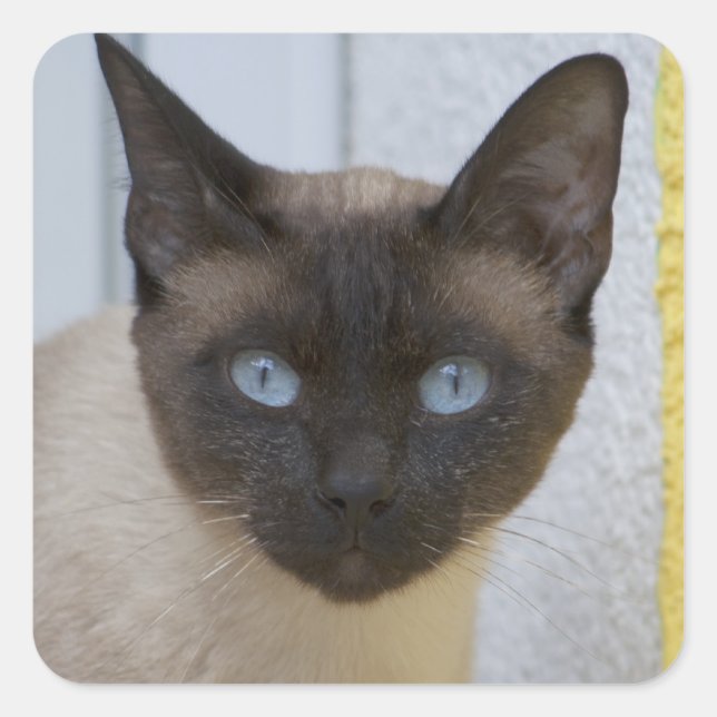 Sticker Carré Belle pointe de phoque Chat siamois (Devant)