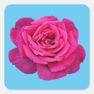 Sticker Carré Belle rose rose