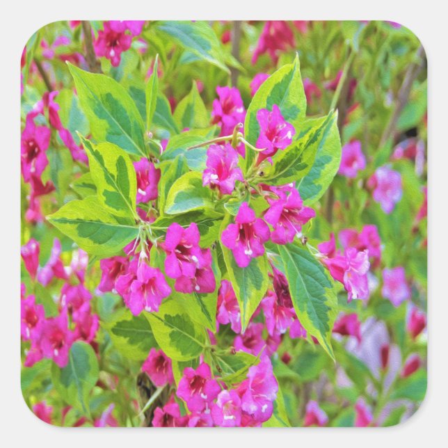 Sticker Carré Belle Weigela verte avec des fleurs de Crimson (Devant)