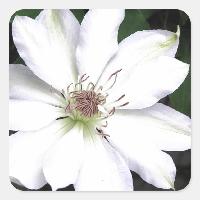 Sticker Carré Belles Fleurs de Clematis Blanches (Devant)