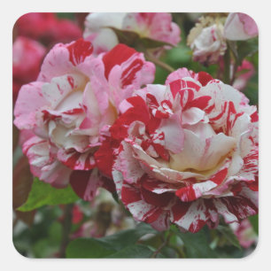 Sticker Carré Belles roses ondulées rouges et blanches