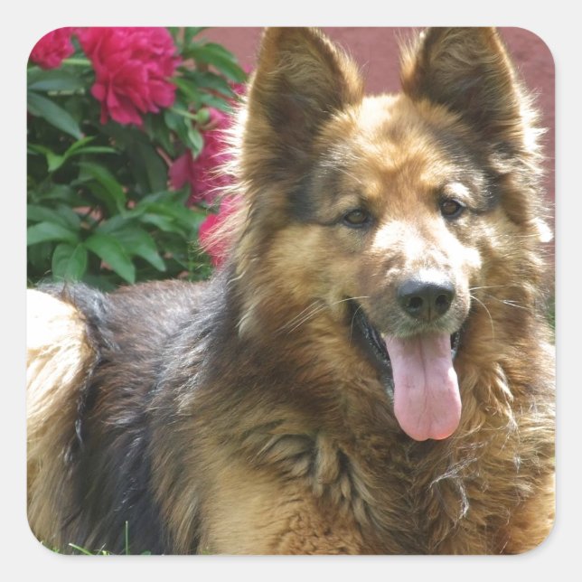 Sticker Carré Berger allemand Longhair (Devant)
