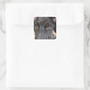 Sticker Carré berger allemand par Shirley Taylor