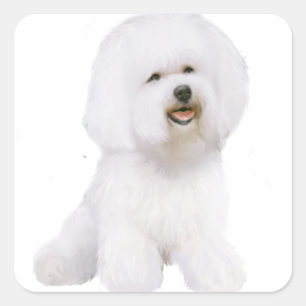Sticker Carré Bichon Frise (A)