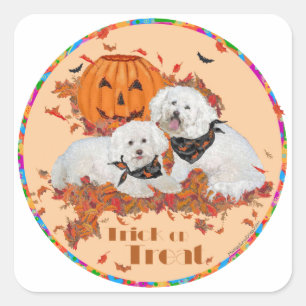 Sticker Carré Bichon Frise Halloween