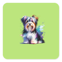 Biewer Terrier Chien