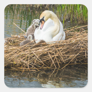 Sticker Carré Bignon bébé mignon avec maman cygne