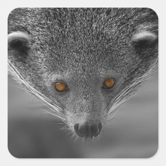 Sticker Carré Binturong Vous Regardant (Devant)