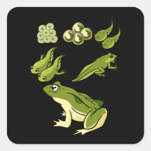 Sticker Carré Biologie - Cycle de vie de la grenouille