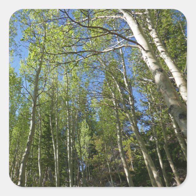Sticker Carré Birch Trees d'été à Rocky Mountain (Devant)