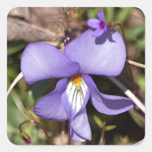Sticker Carré Birds-Foot Violet w/ Bluets (Devant)