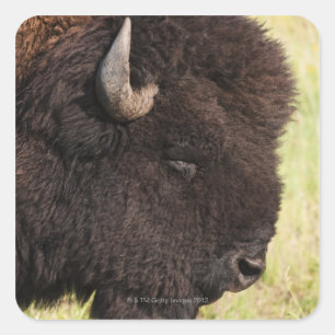 Sticker Carré Bison américain, Dakota du Sud