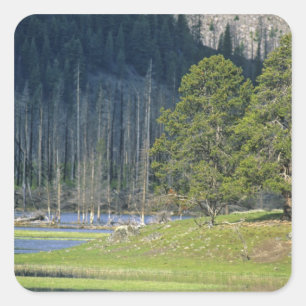 Sticker Carré Bison avec le veau au parc national Yellowstone