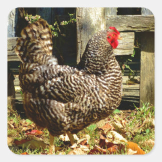 Sticker Carré Black and white chicken