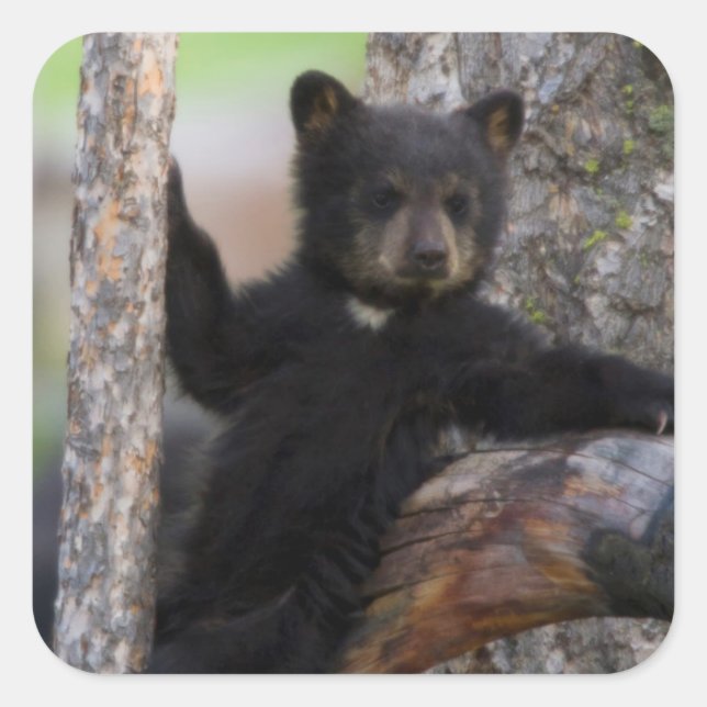 Sticker Carré Black Bears Cub Lounge (Devant)