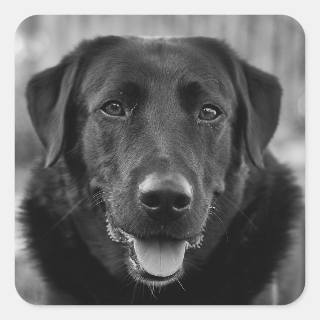 Sticker Carré Black Labrador Photo Pet Dog (Devant)