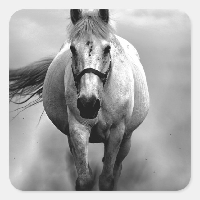 Sticker Carré Black White Runse Horse Freedom (Devant)