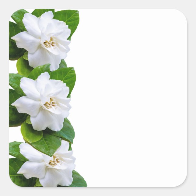 Sticker Carré Blancs fleurs de gardenia sur blanc (Devant)
