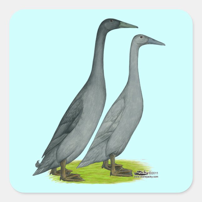 Sticker Carré Bleu coureur canards (Devant)