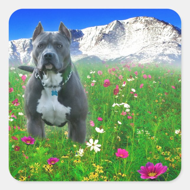 Sticker Carré Blue American Pit Bull Terrier, Pikes Peak (Devant)