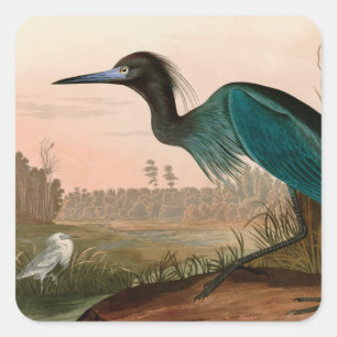 Sticker Carré Blue Crane or Heron Birds of America Audubon Print