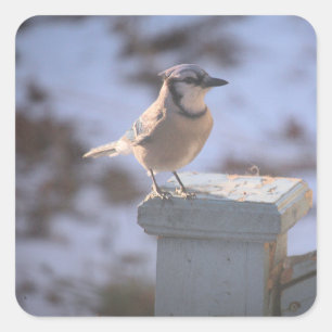 Sticker Carré Blue Jay