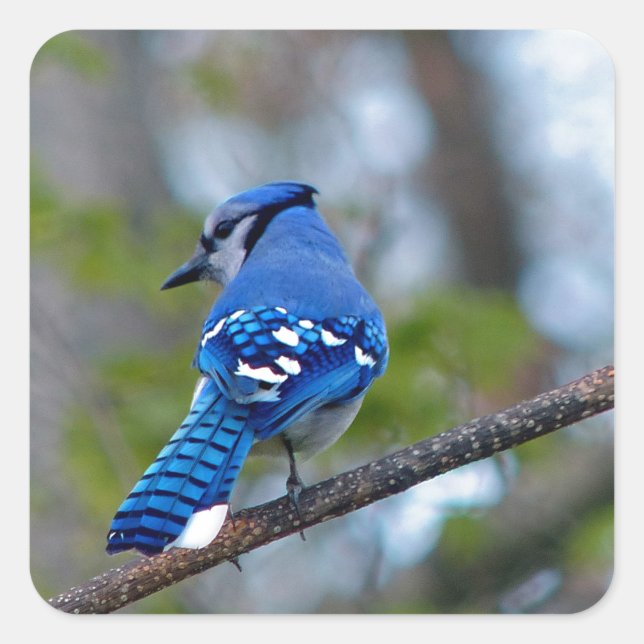 Sticker Carré Blue Jay (Devant)