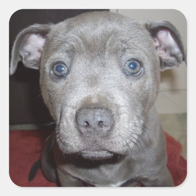 Sticker Carré Blue Staffordshire Bull Terrier Puppy (Devant)