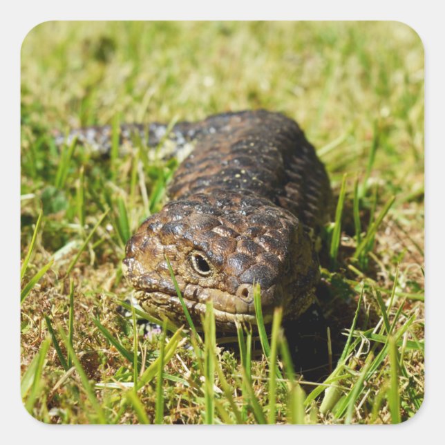 Sticker Carré Blue Tongue Lizard Creeping (Devant)