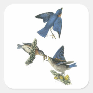Sticker Carré Bluebird, John Audubon
