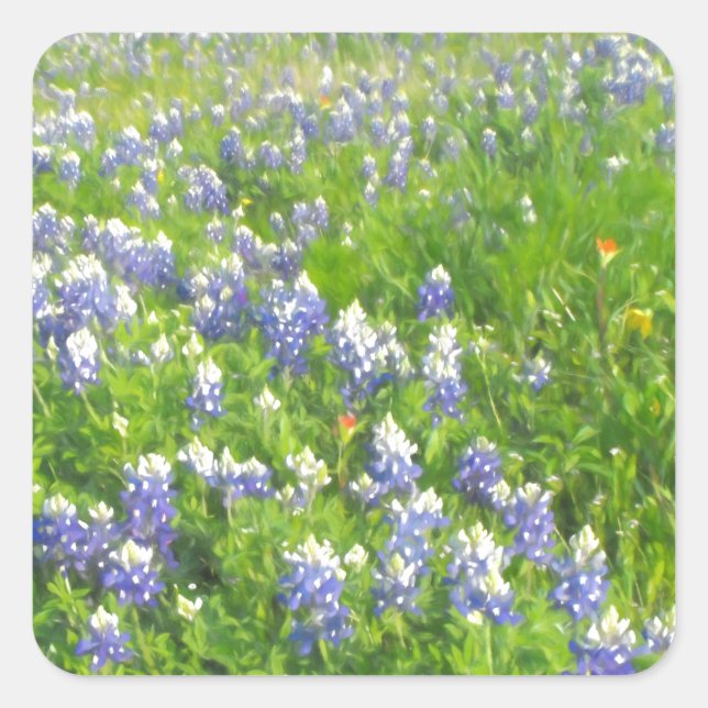 Sticker Carré Bluebonnets côté route (Devant)