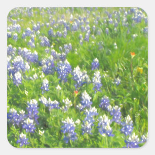 Sticker Carré Bluebonnets côté route