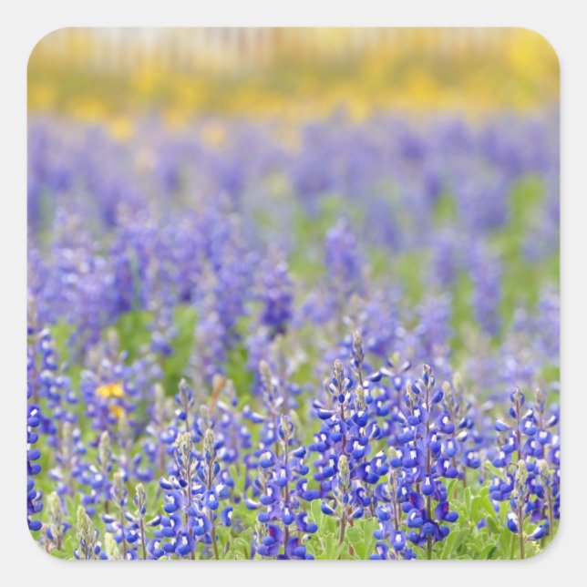 Sticker Carré Bluebonnets du Texas (Devant)
