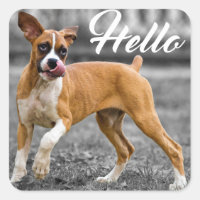 Bonjour Boxer Chien Chien Chien Chien Salutation