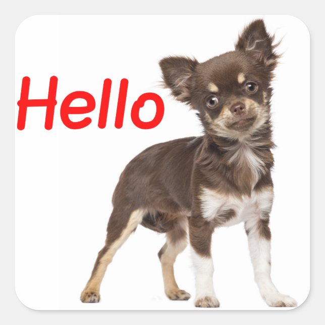 Sticker Carré Bonjour Chihuahua long cheveux Chien chiot (Devant)